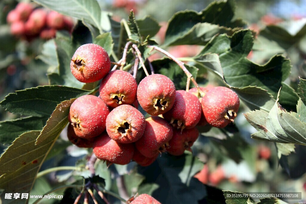 枝头红山楂饱满诱人