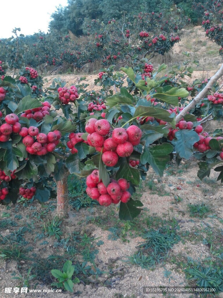 果园中累累红果挂满枝头