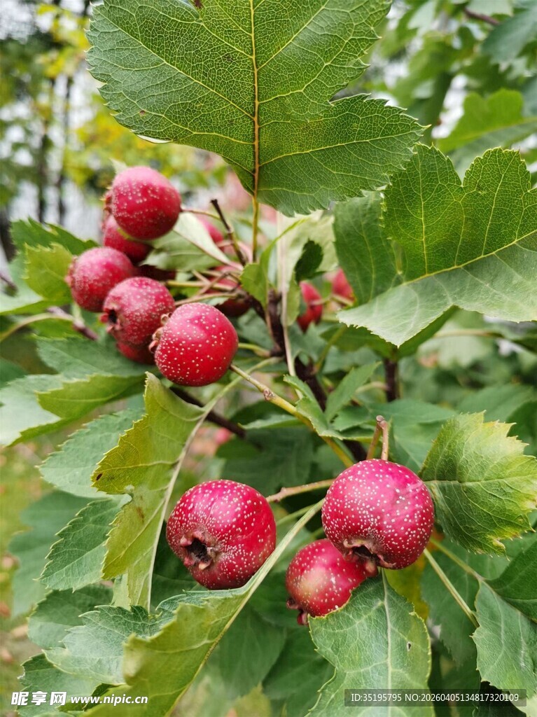 枝头红果绿叶相伴