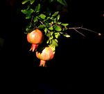 枝头双石榴绿意伴红果