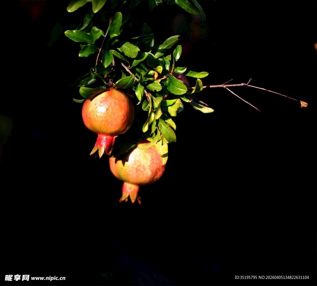 枝头双石榴绿意伴红果