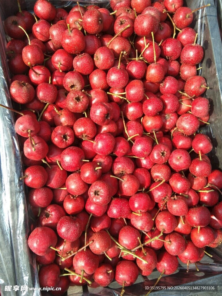 新鲜红山楂果实满满当当