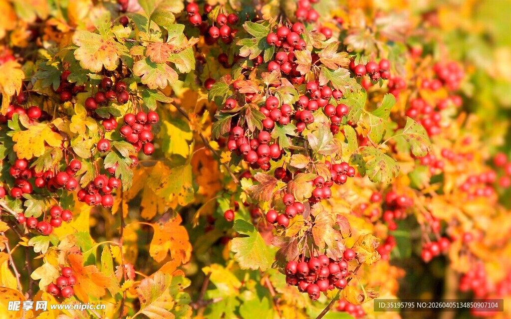 秋日红果与斑斓树叶