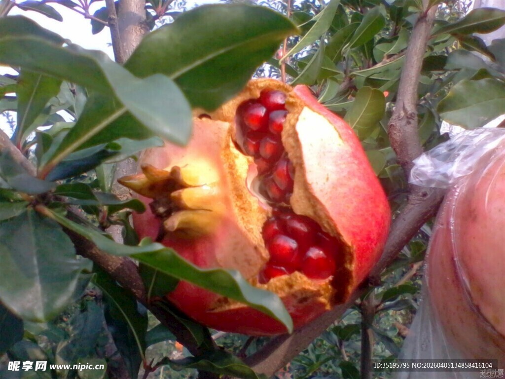 树上裂开的饱满红石榴