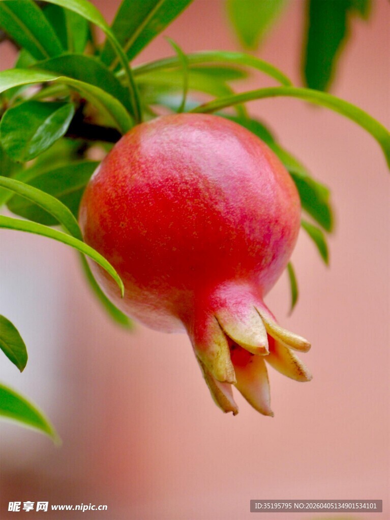 枝头红石榴鲜嫩诱人