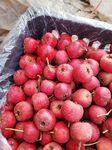 新鲜山楂果实满满一筐