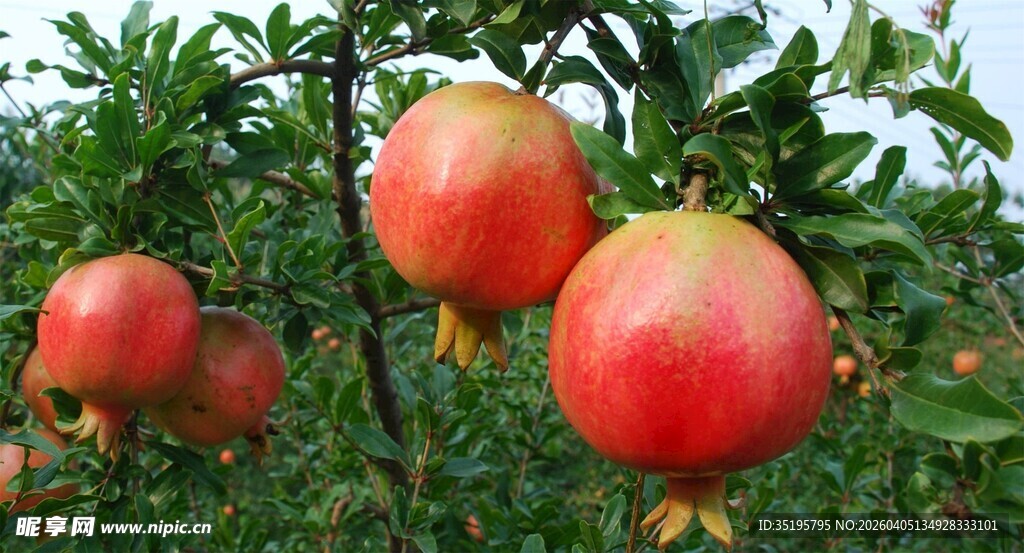 枝头红石榴饱满诱人