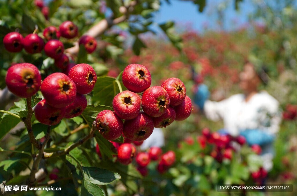 枝头红果秋日果园景致