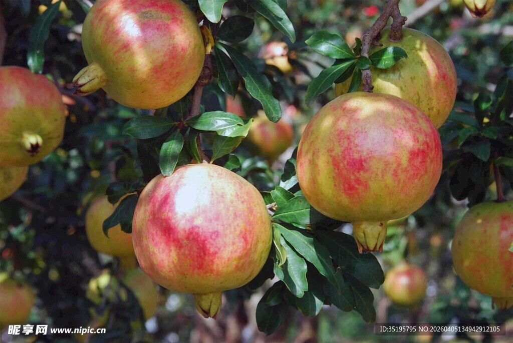 枝头饱满的成熟红石榴