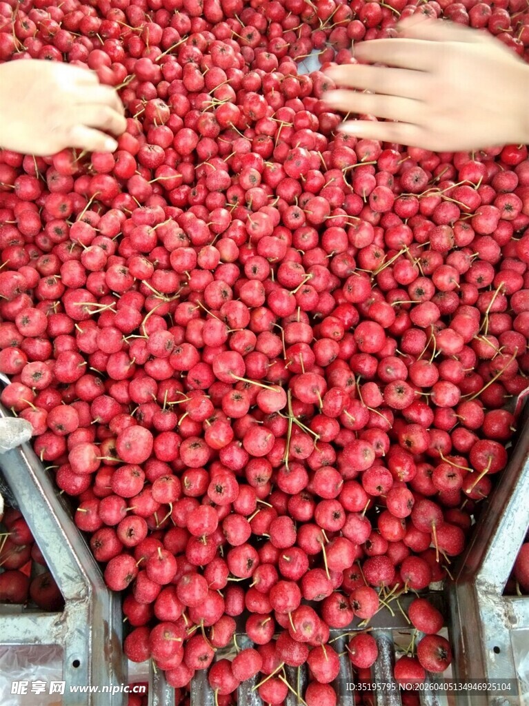 双手捧起鲜红山楂果