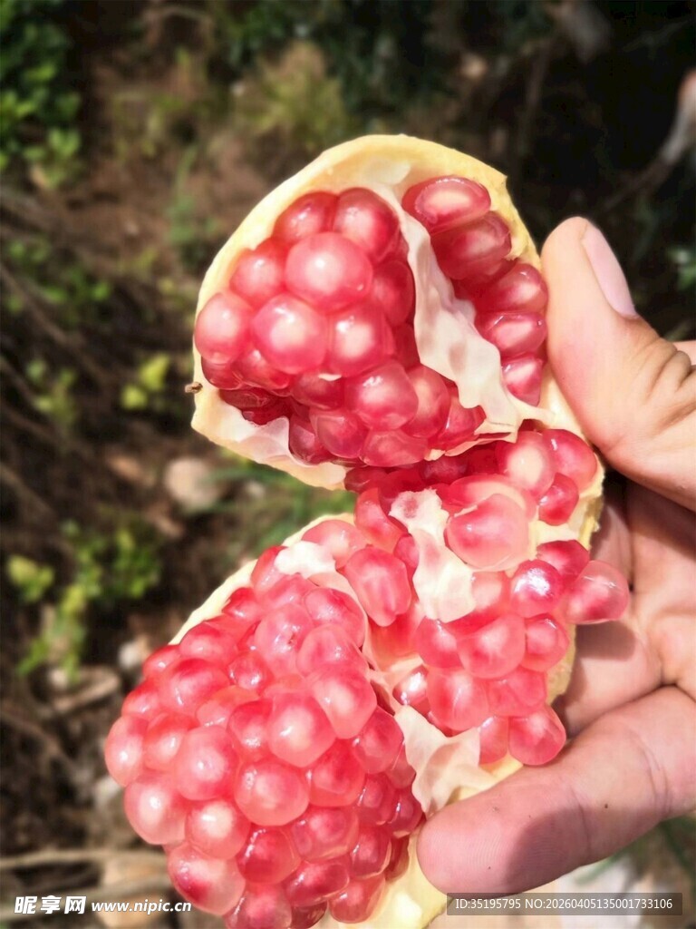 剥开的红心柚子果肉