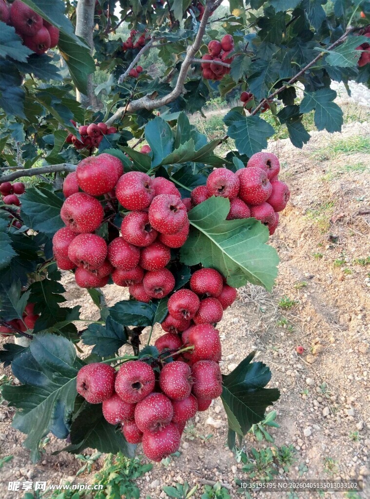 枝头红果累累挂满秋意