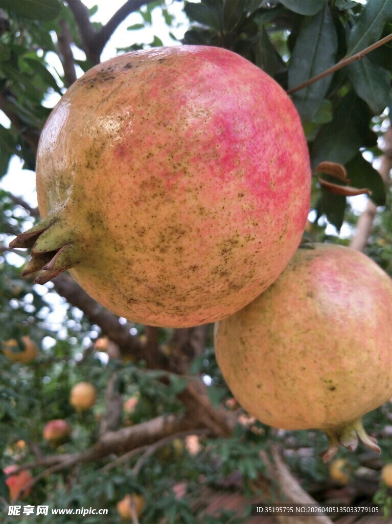 枝头饱满的成熟红石榴