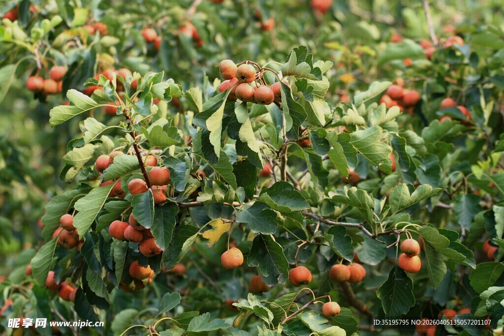 硕果累累的果树景象