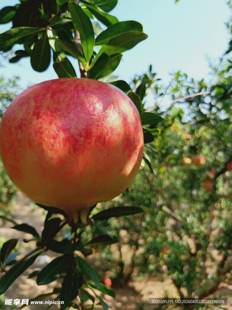 枝头饱满的成熟红石榴