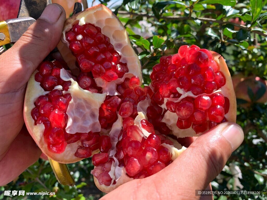 手捧剥开的饱满红石榴