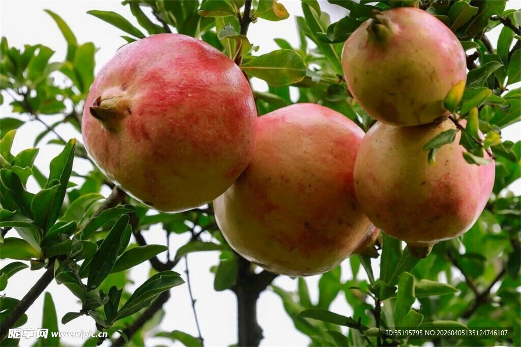 枝头饱满的成熟石榴