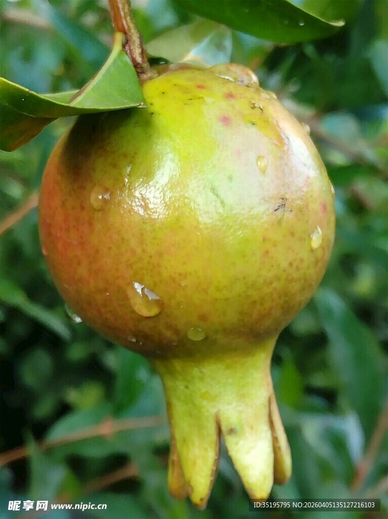 枝头饱满的青红相间石榴