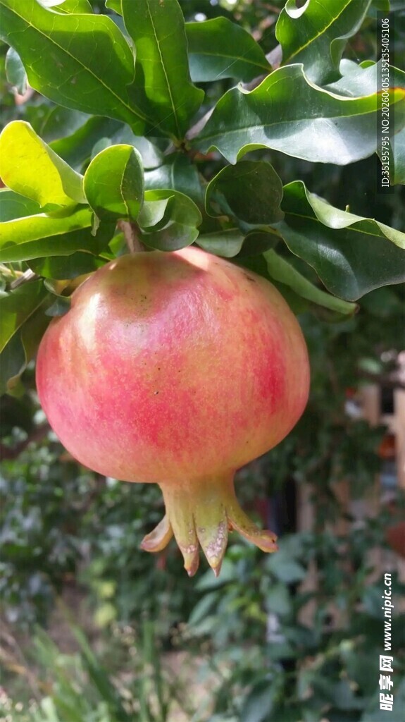 枝头饱满的红石榴