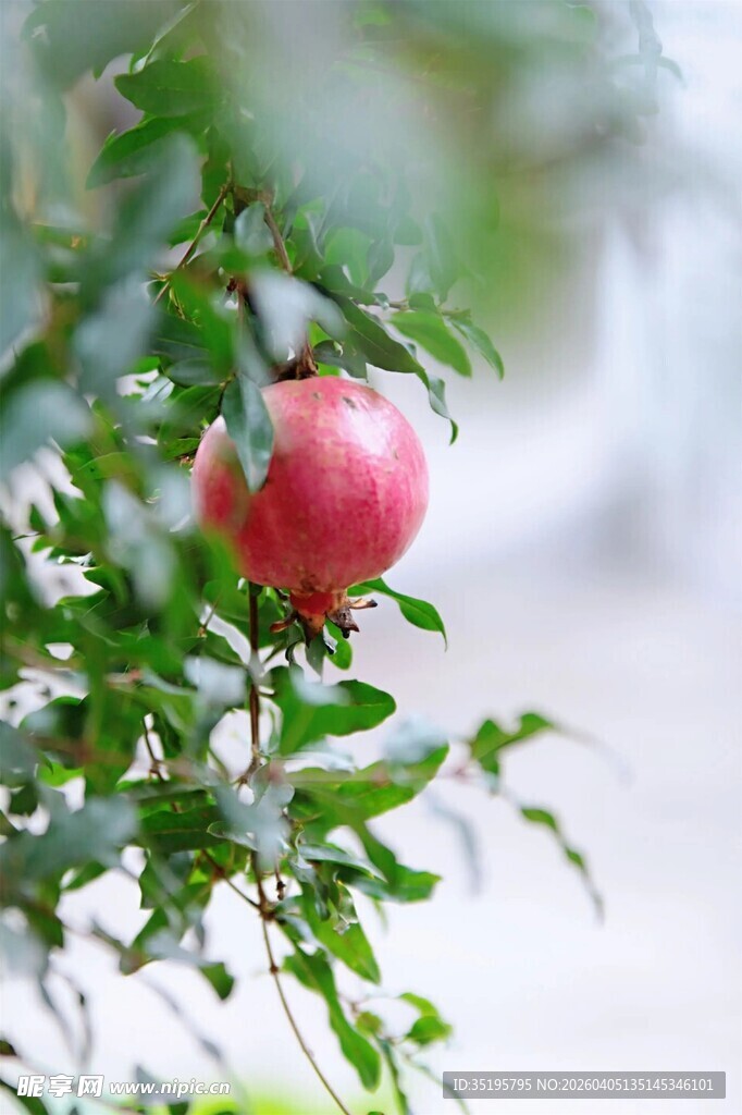 枝头红石榴绿叶相伴
