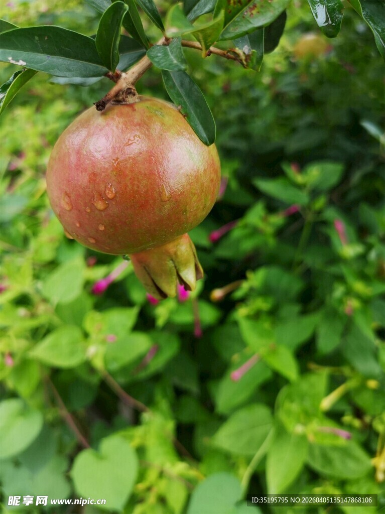 枝头红石榴绿叶相伴