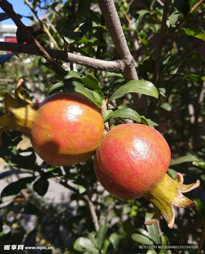 枝头饱满的成熟石榴