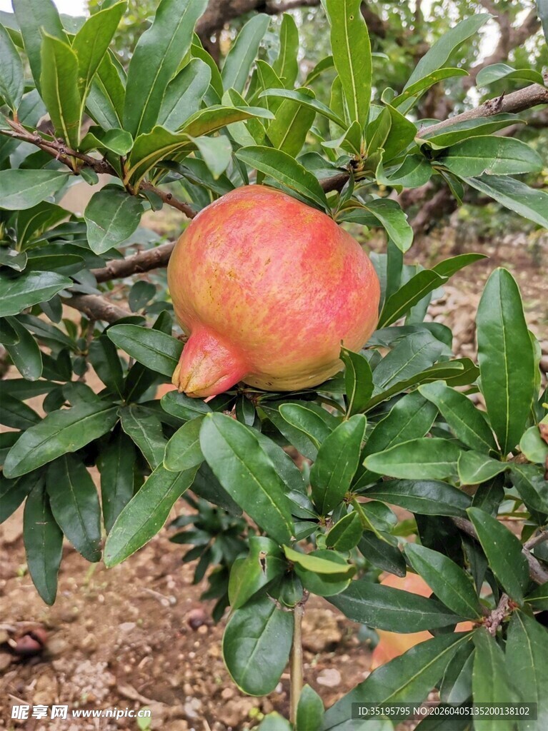 枝头红石榴绿叶相映衬