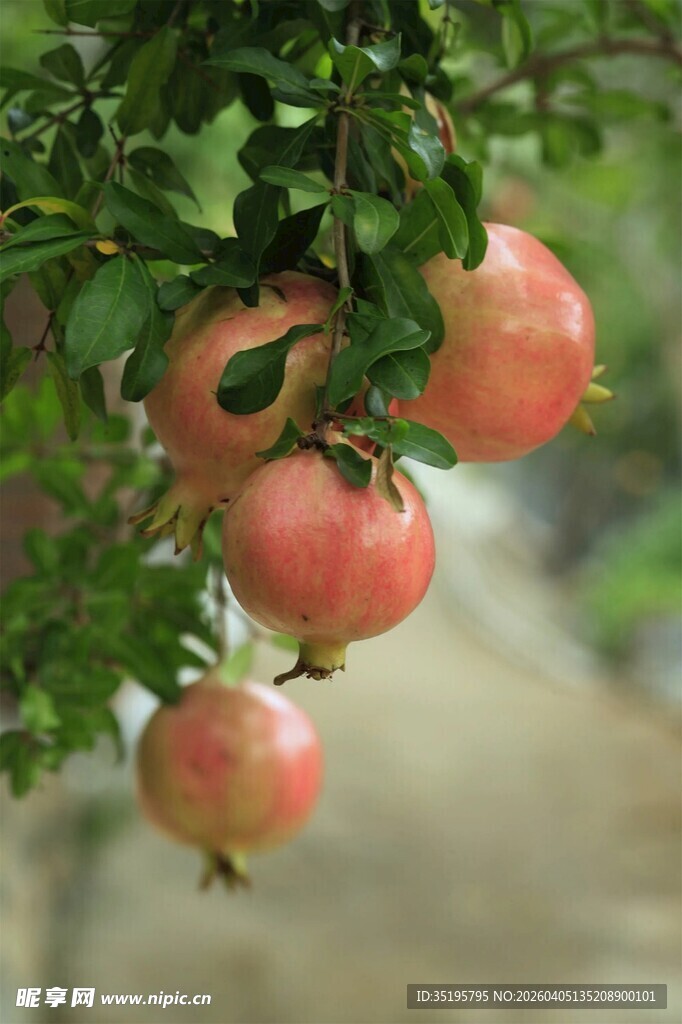 枝头硕果累累的成熟石榴
