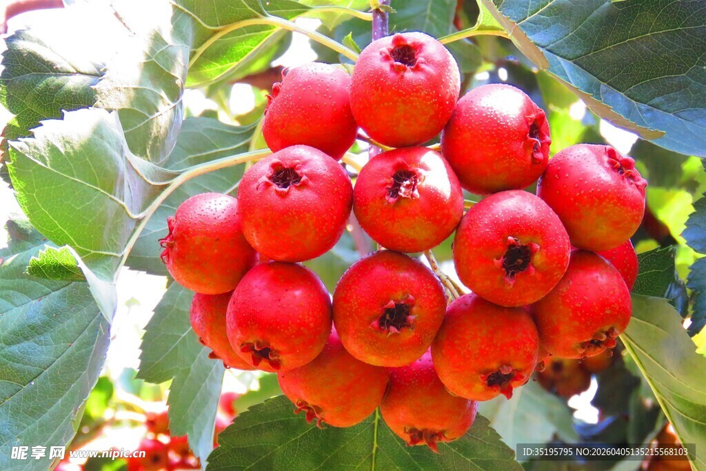 红果满枝的鲜艳山楂树