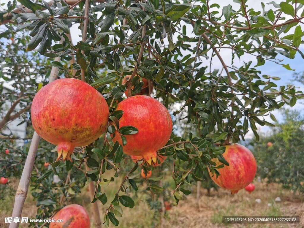 枝头饱满的红石榴