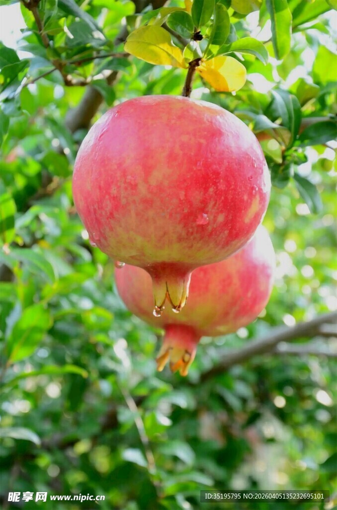 枝头红石榴饱满诱人