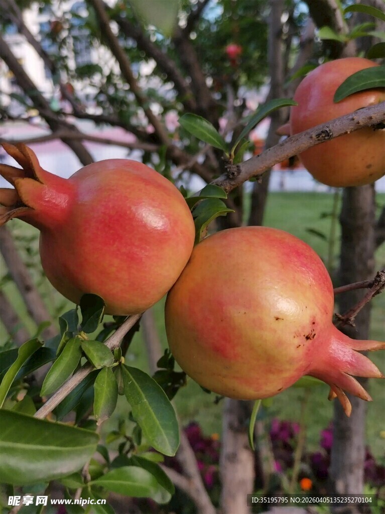 枝头硕果累累的红石榴