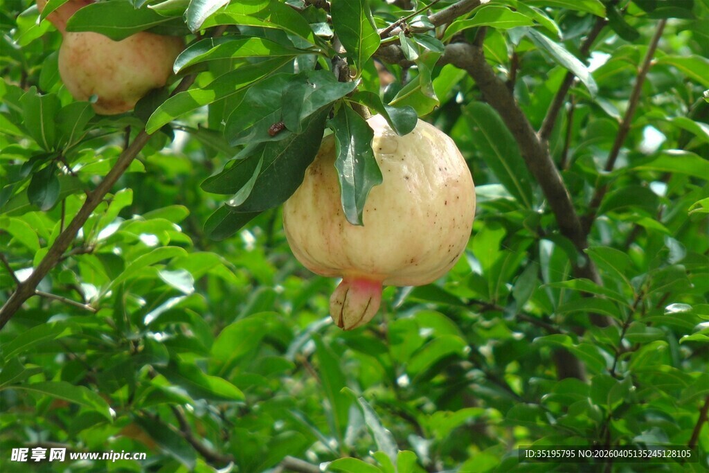 枝头饱满的成熟石榴