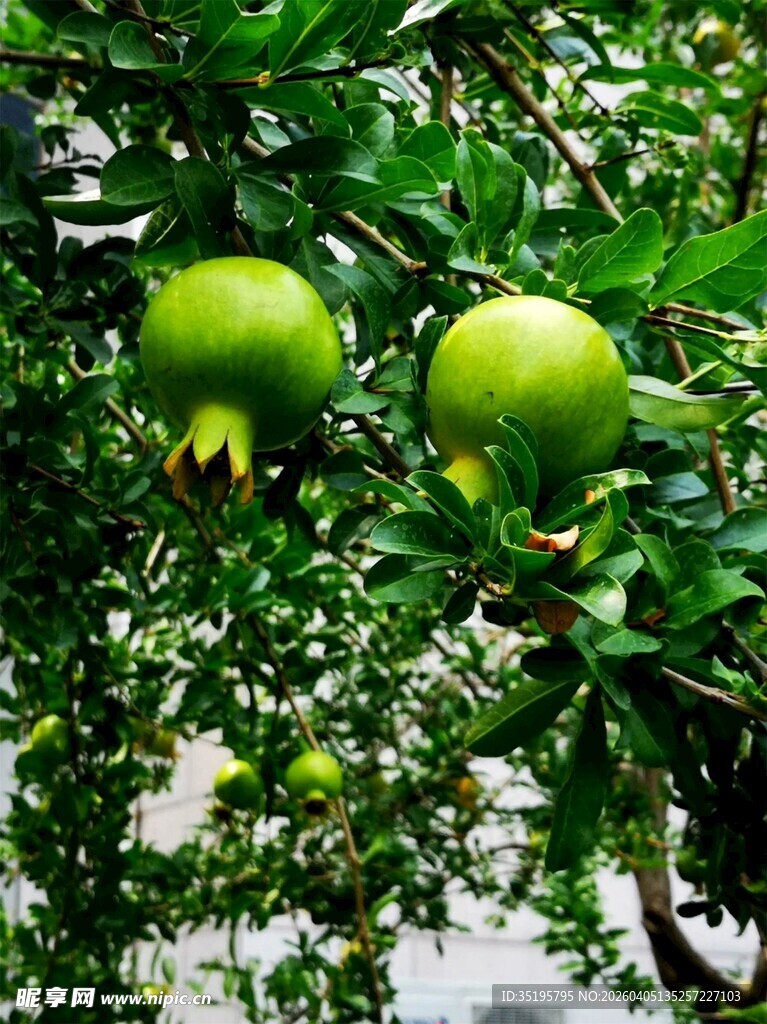 枝头青石榴绿意盎然