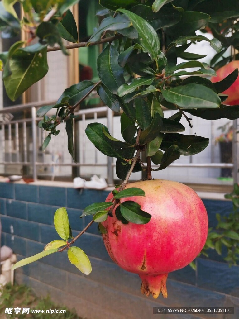 枝头红石榴显自然生机