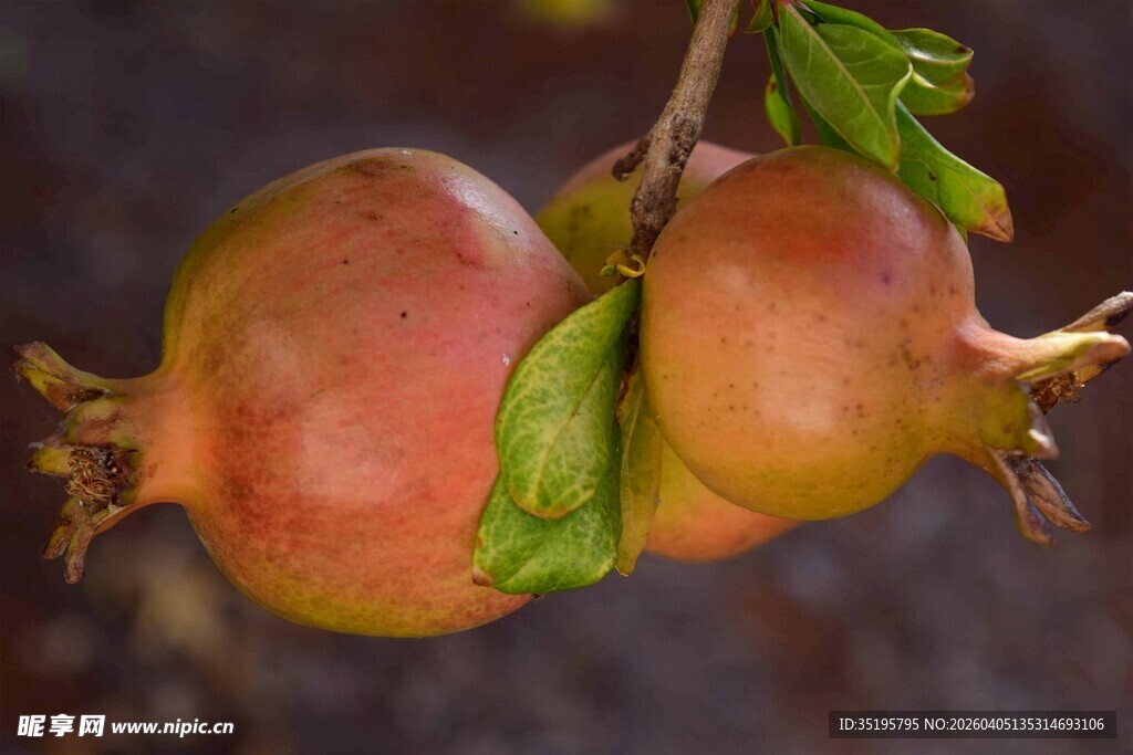 枝头饱满的诱人红石榴