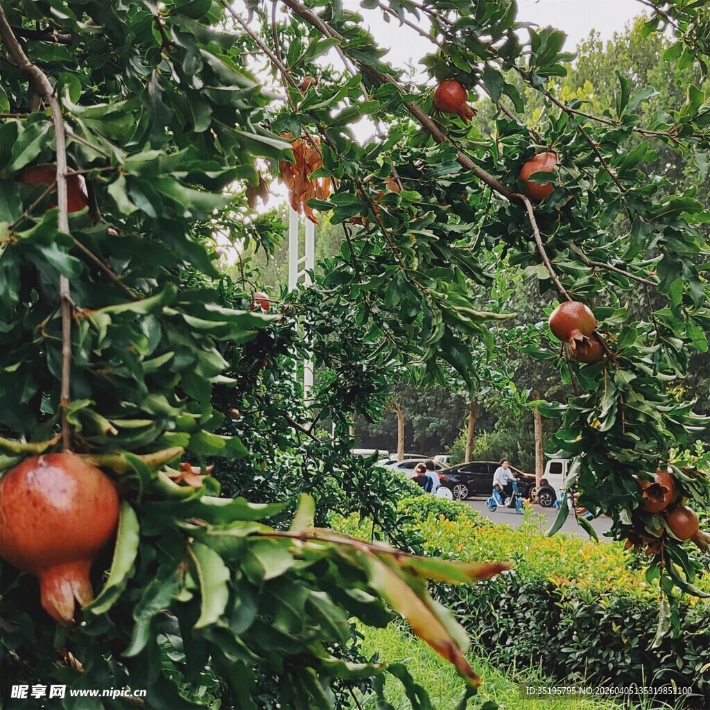 枝头硕果累累的红石榴