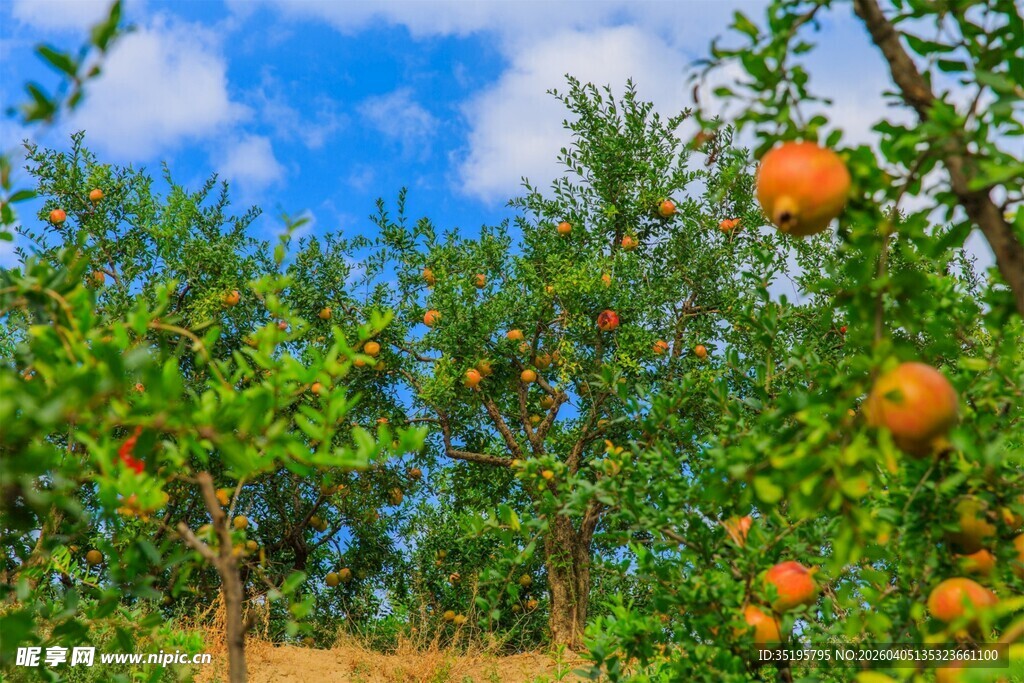 果园中硕果累累的橘子树