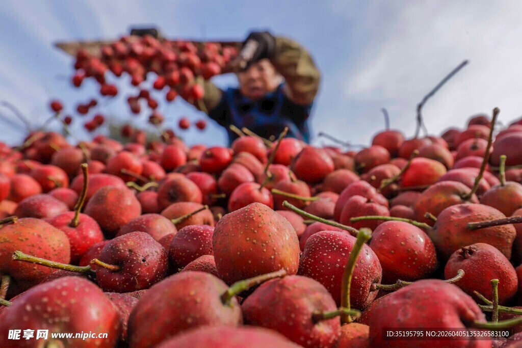 丰收场景果农与累累硕果