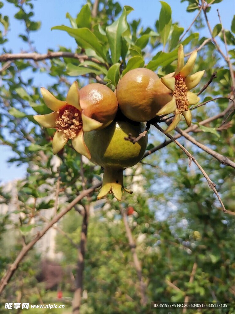 枝头硕果累累的成熟石榴