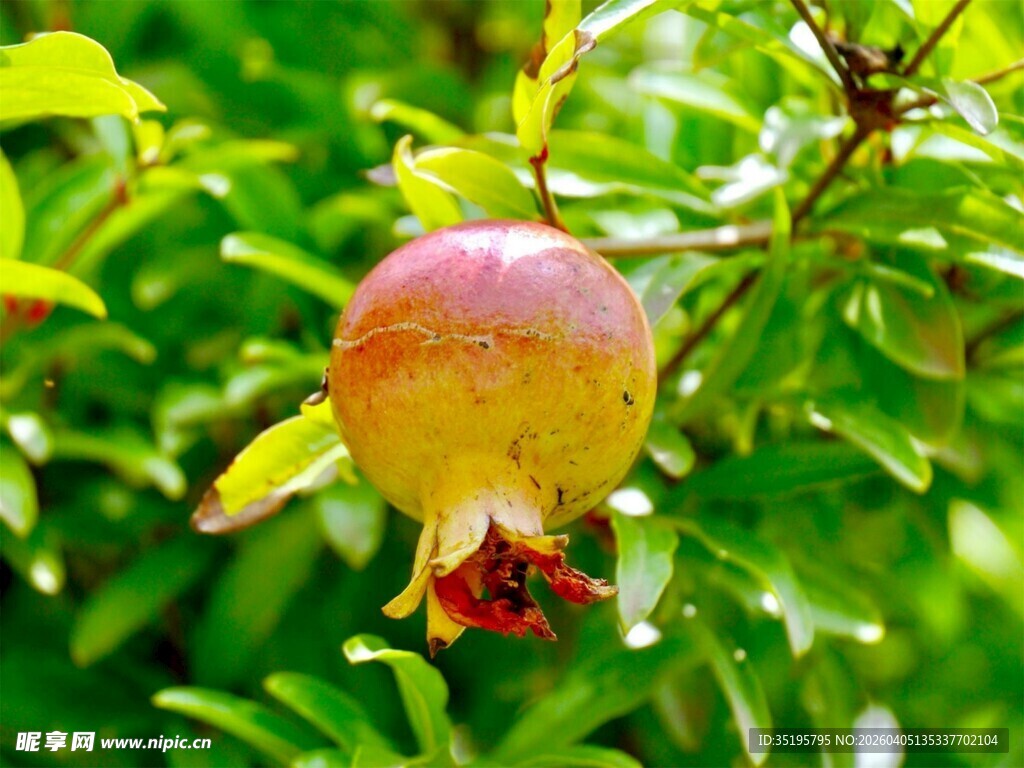 枝头的饱满石榴果