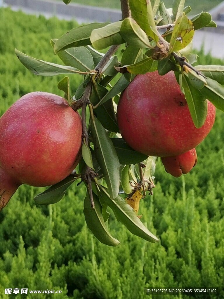 枝头红石榴生机盎然