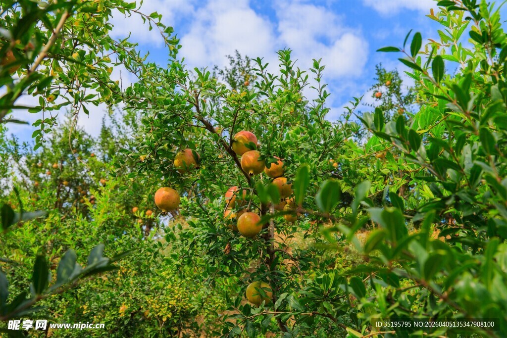 硕果累累的柑橘果园