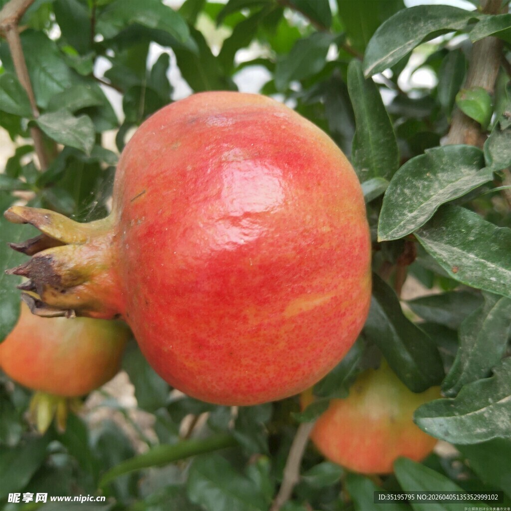 枝头饱满的成熟红石榴