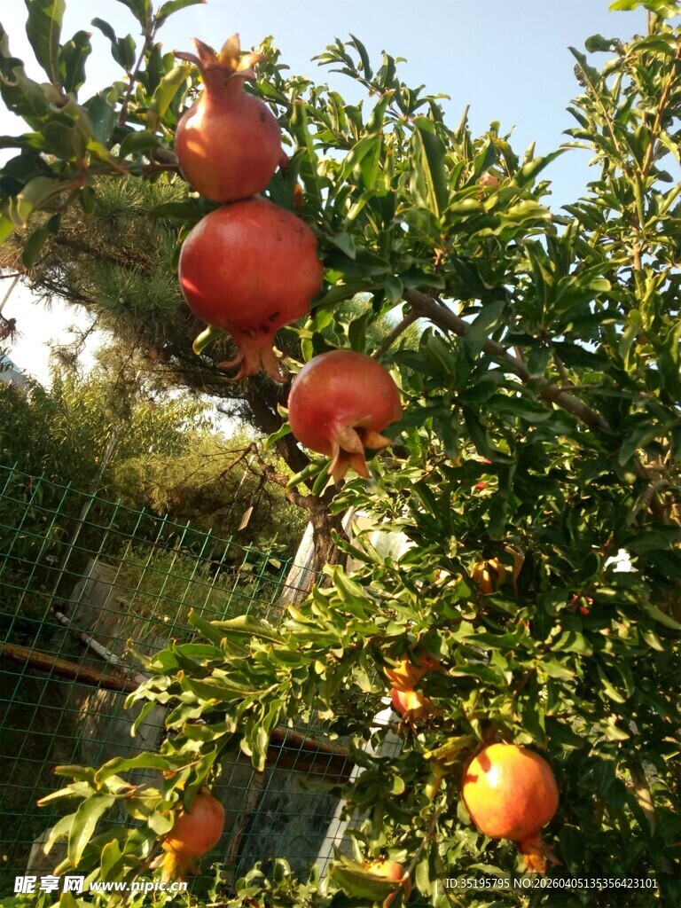 枝头硕果累累的石榴树