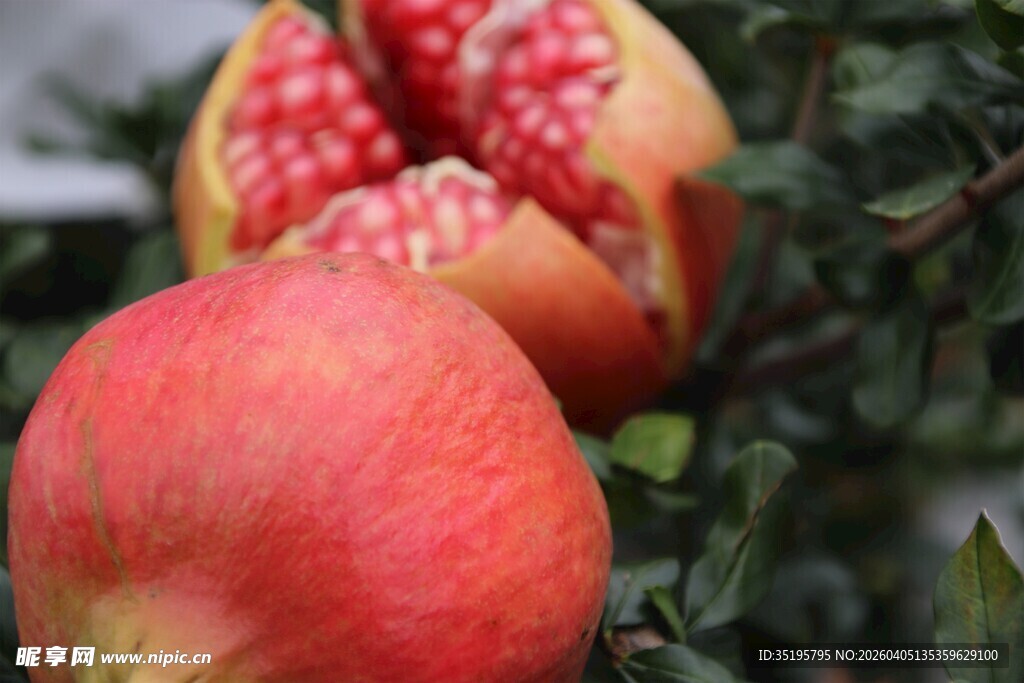 饱满红石榴诱人果实美