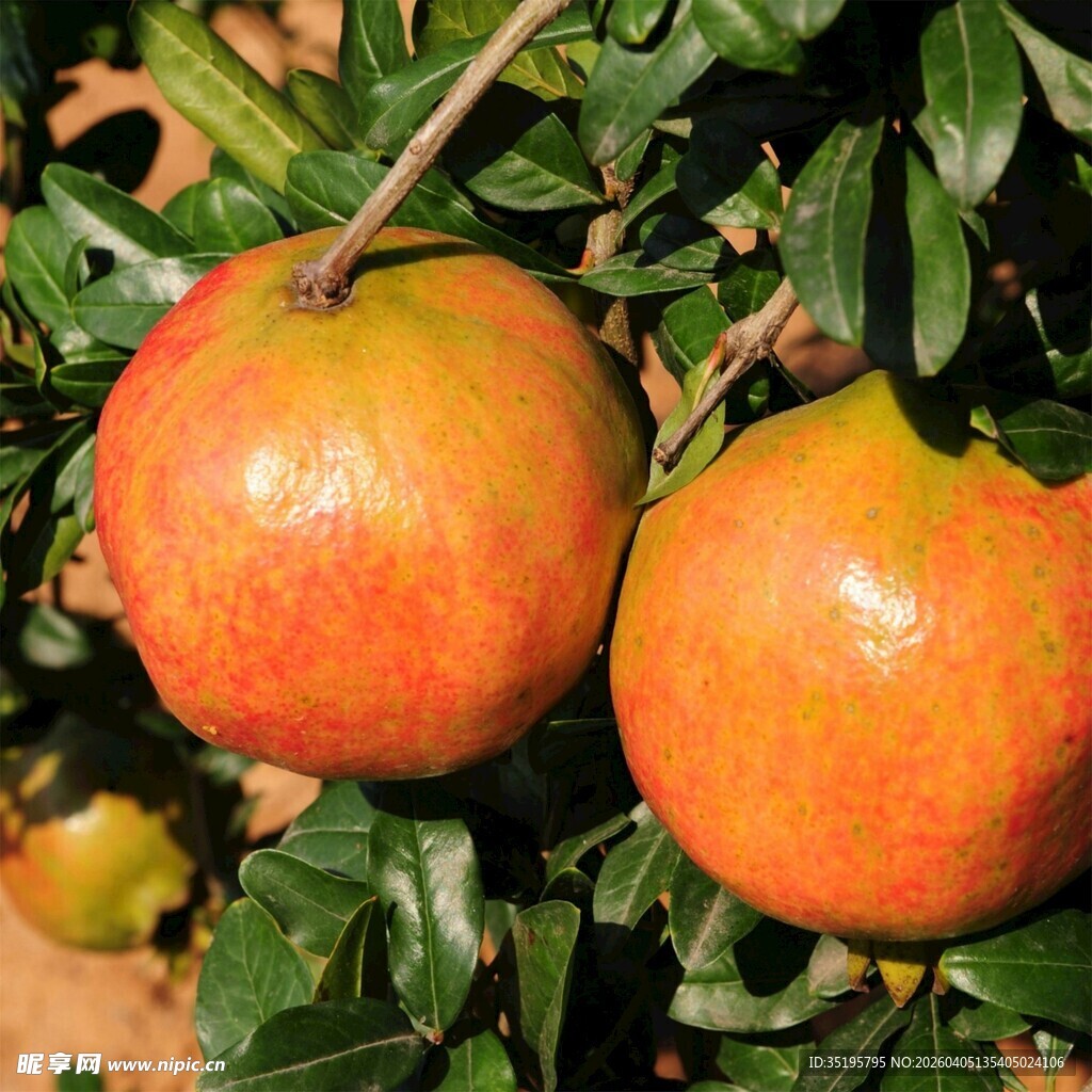 枝头双果石榴色泽诱人