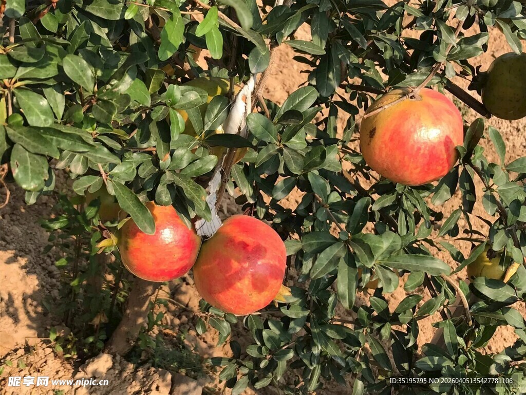 枝头红苹果饱满诱人