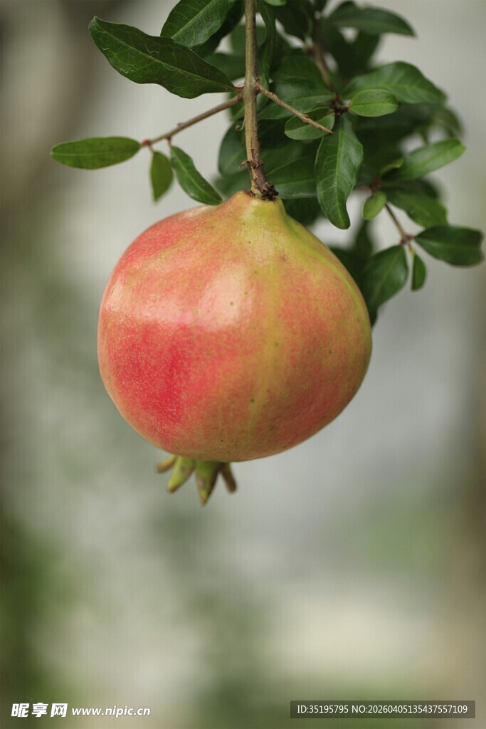 枝头红石榴色泽诱人