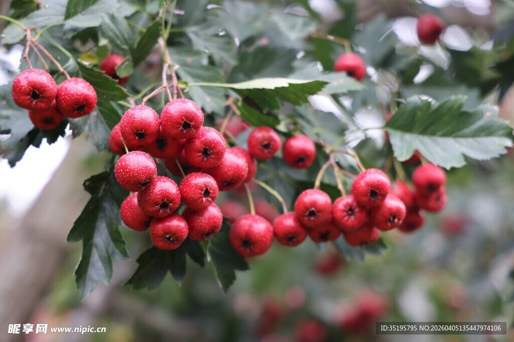 枝头红山楂饱满诱人